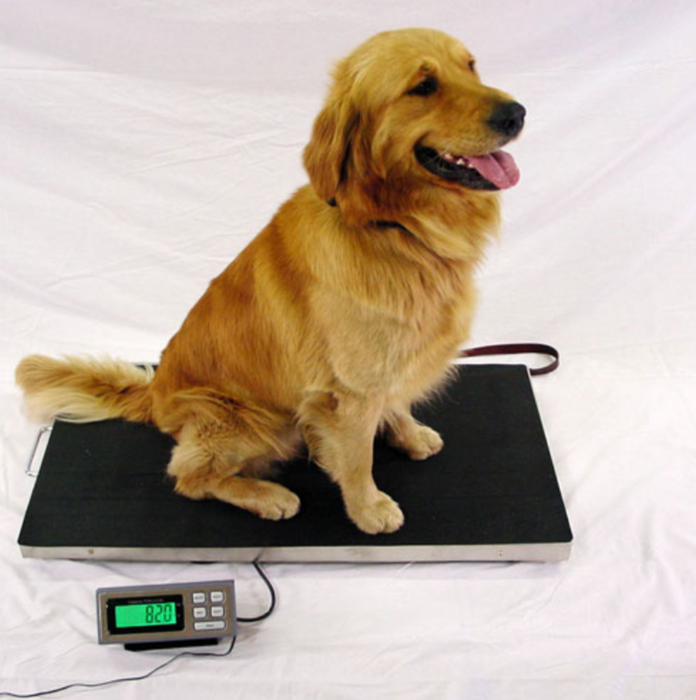 LVS-700 & LVS-700XL Livestock Vet Scales (Wireless Option)