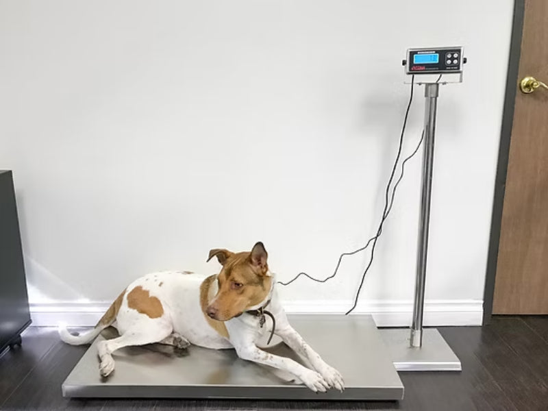 Optima Scale OP-922 Vet Scale For Animal Weighing - Northline Scale