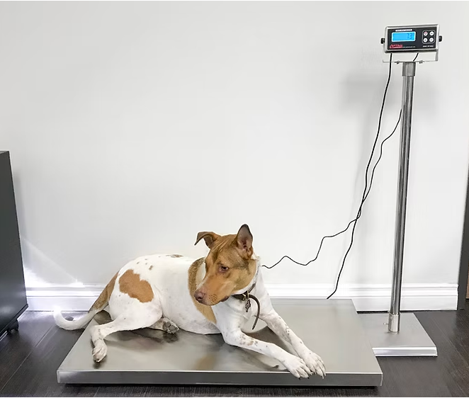 T922 Stainless Steel Veterinarian and Small Animal Scale Package