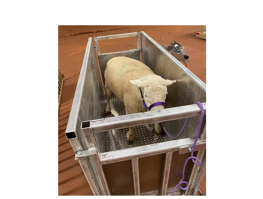 T930-AL Aluminum Livestock Scale (Made in USA)