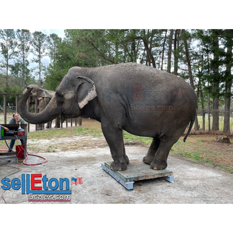 SL-919-HD Heavy Duty Weigh Beam, bar System for Livestock and Chutes, Feed and Grain, Pallets and Crates, and More