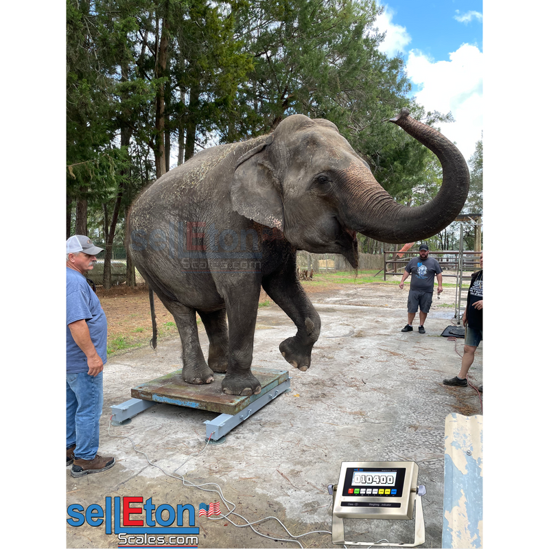 SL-919-HD Heavy Duty Weigh Beam, bar System for Livestock and Chutes, Feed and Grain, Pallets and Crates, and More
