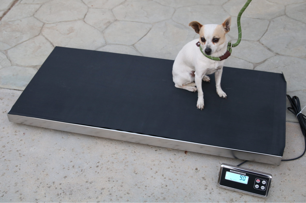 US-LS4320 Animal Livestock Scale with Optional Cage & Printer