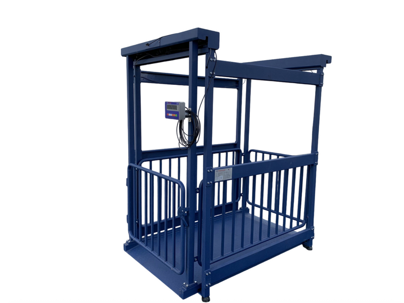 US-BC8020 “Big Blue” Washdown Scale for pigs, hogs, steers, alpacas, small heifers, and more up to 5,000 lb